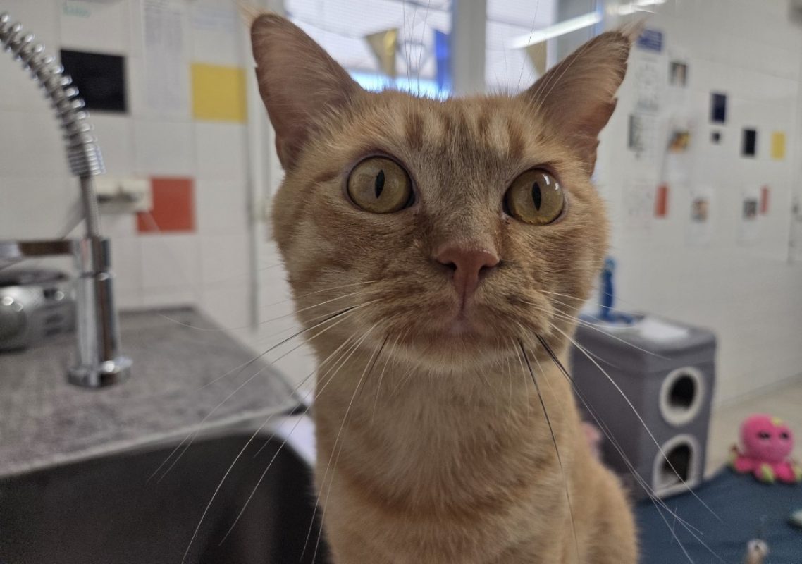 Bowie - Chat Européen à adopter