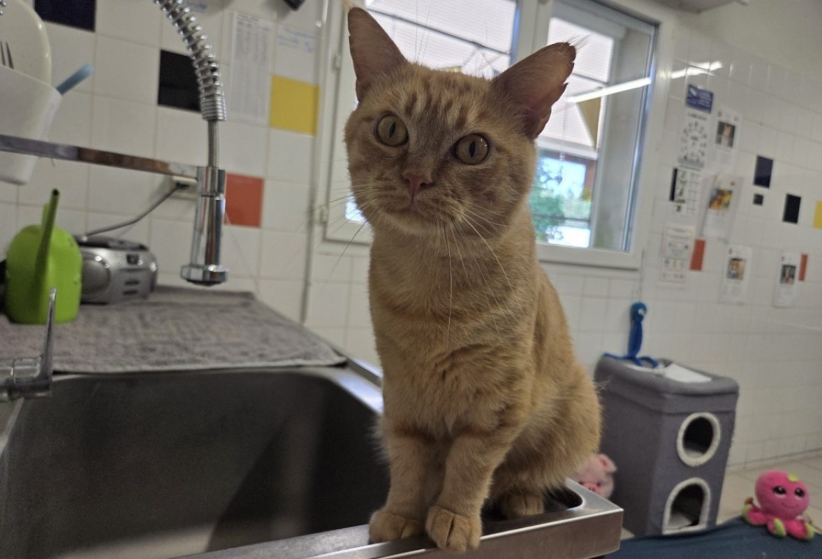 Bowie - Chat Européen à adopter - photo 2