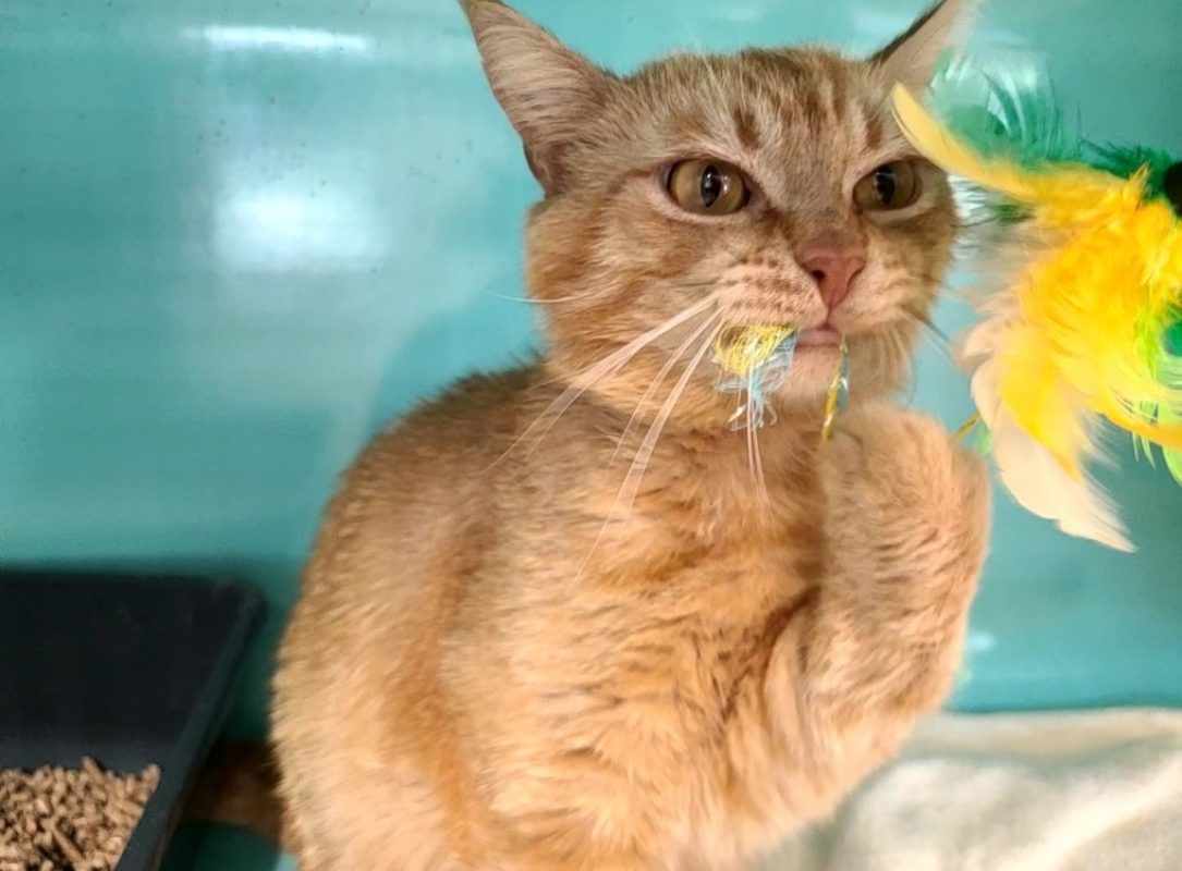 Bowie - Chat Européen à adopter - photo 4