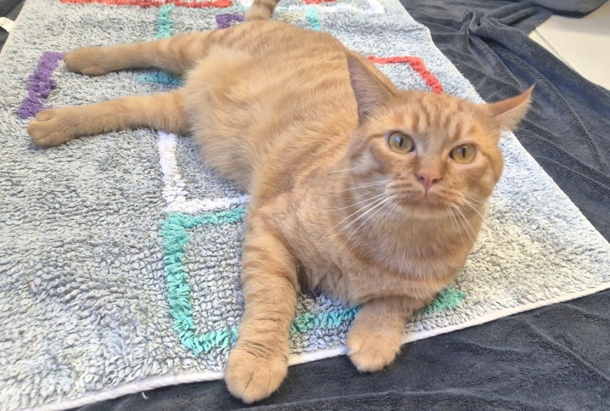 Bowie - Chat Européen à adopter