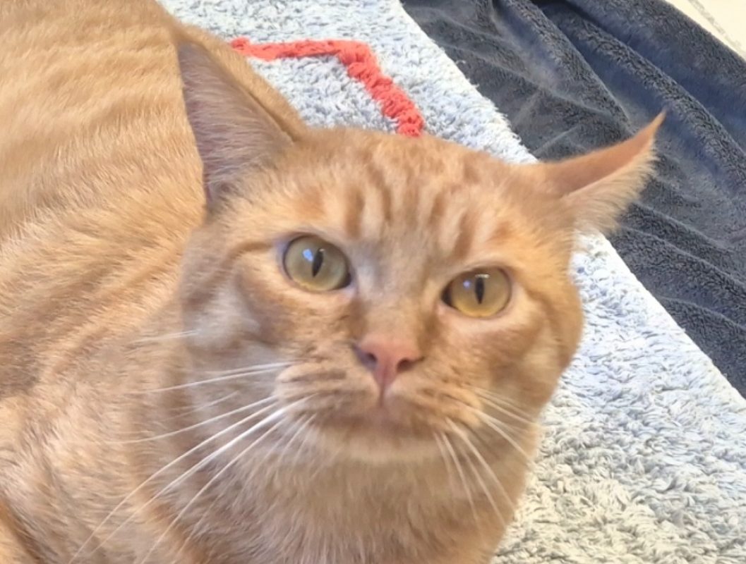 Bowie - Chat Européen à adopter - photo 2