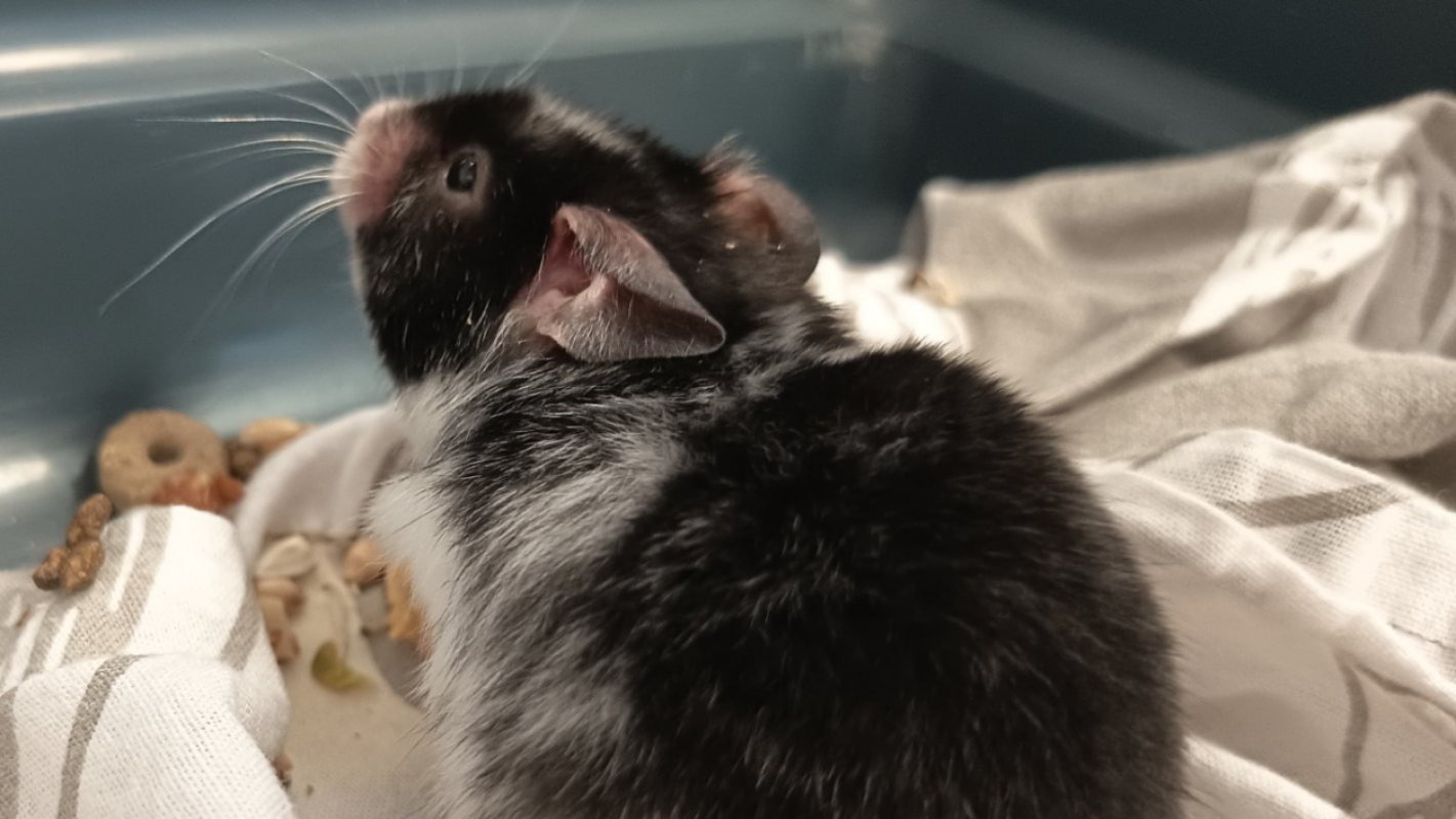 Photo #1 de Tipunch 651