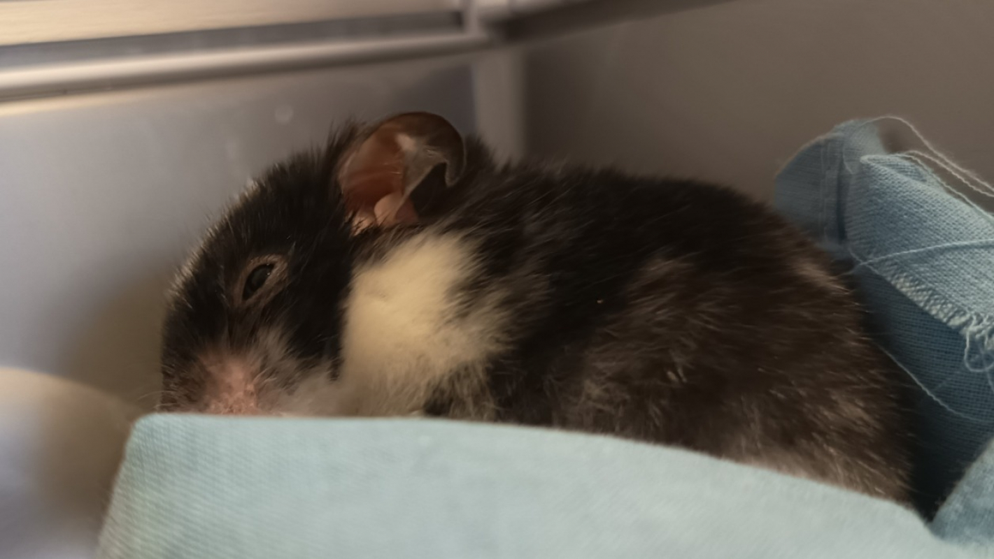 Photo #2 de Tipunch 651