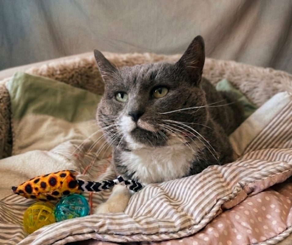 Gon - Chat à adopter