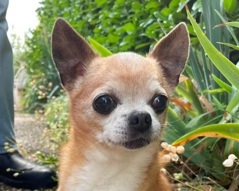 Photo de Honey