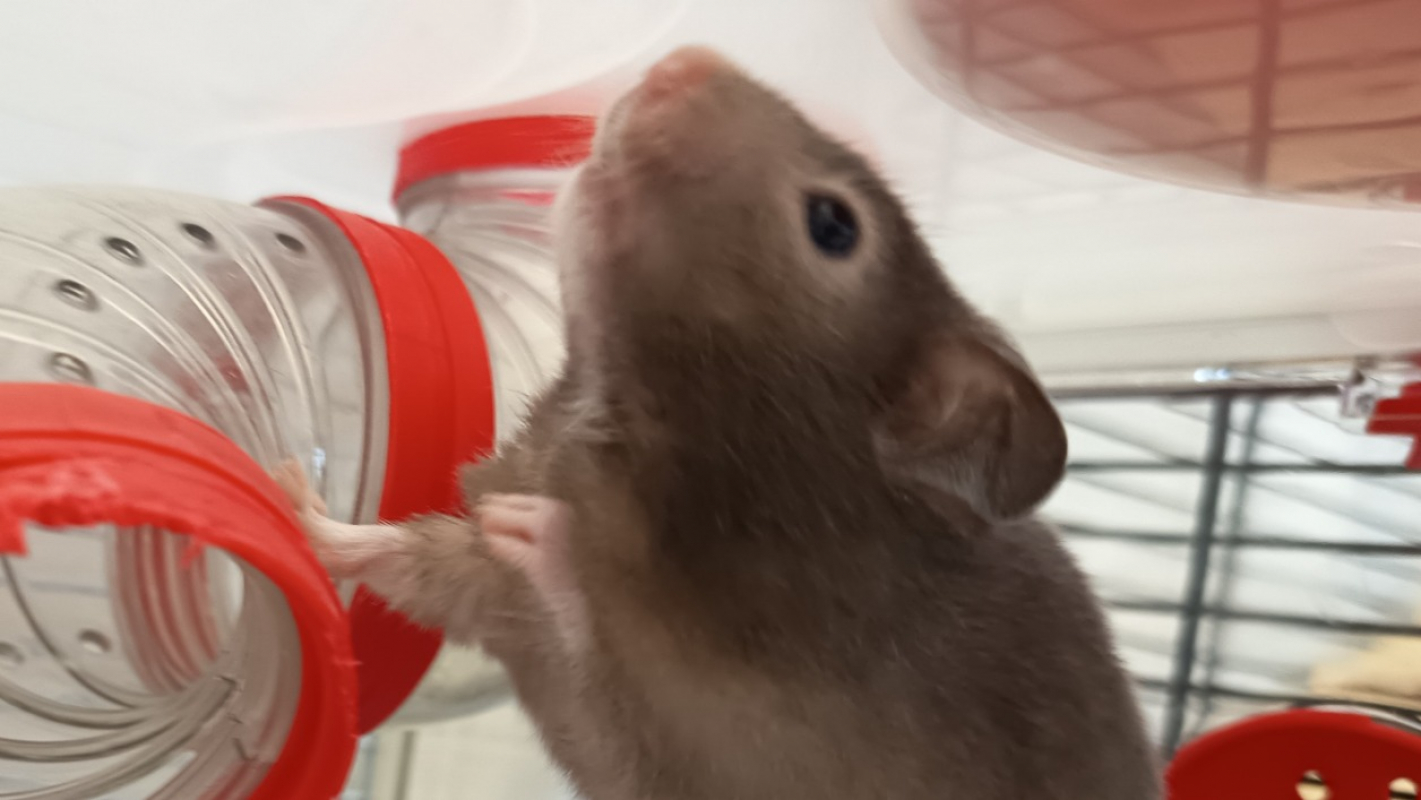 Photo #1 de Pastis 652