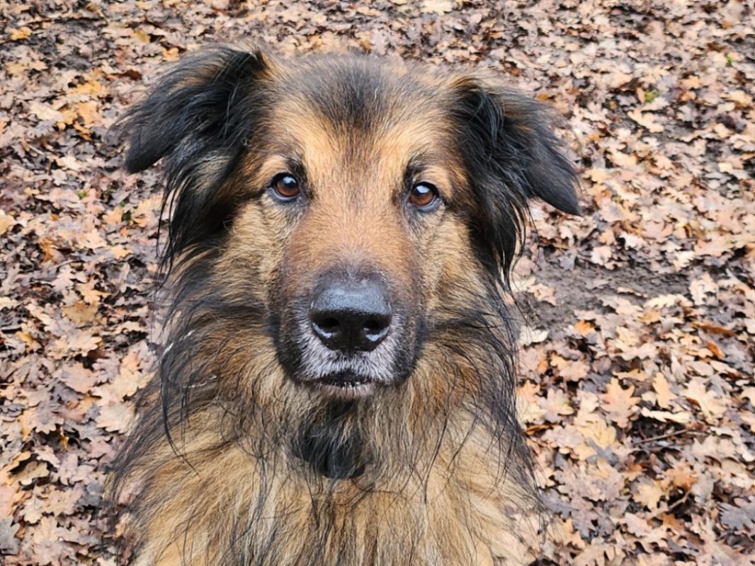Mango - Chien à adopter