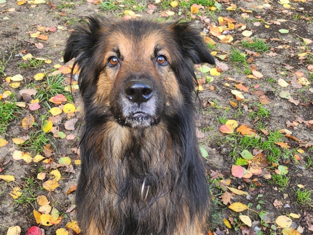 Mango - Chien à adopter - photo 2
