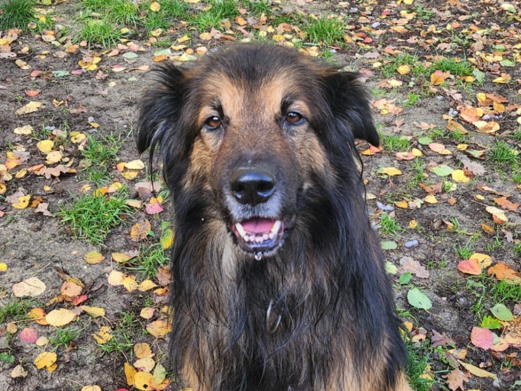 Mango - Chien à adopter - photo 3