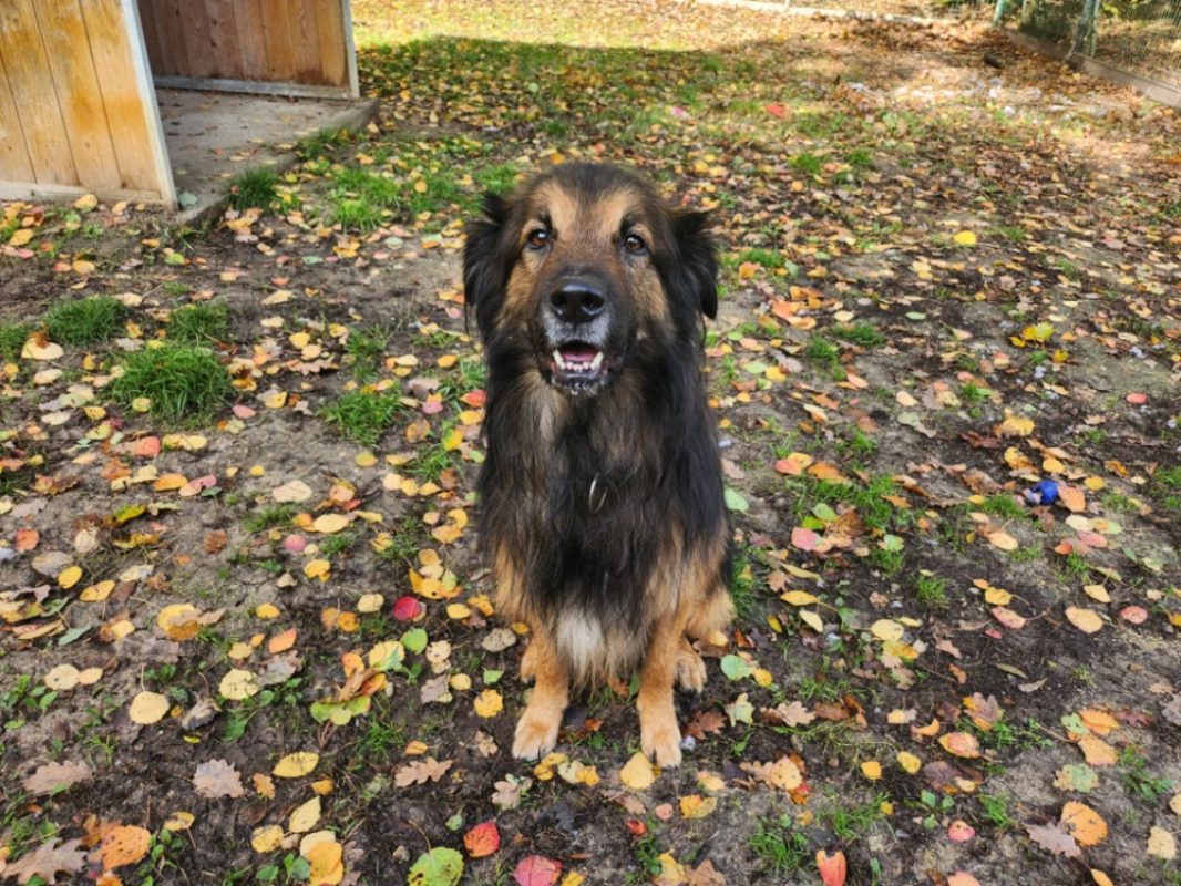 Mango - Chien à adopter - photo 4