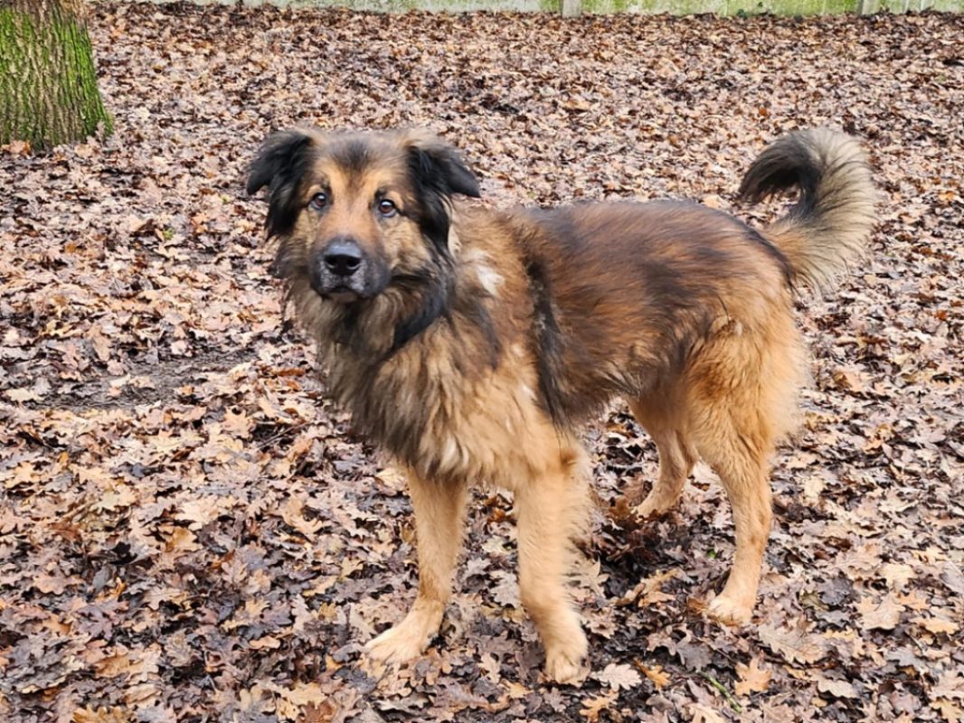 Mango - Chien à adopter - photo 5