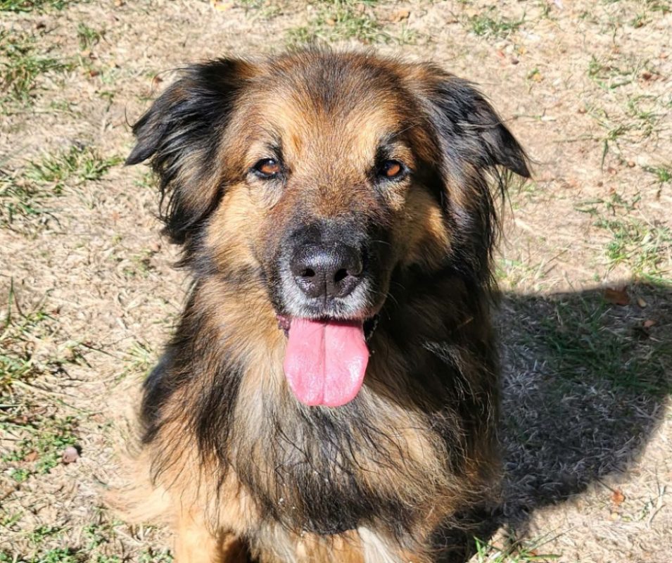 Mango - Chien à adopter