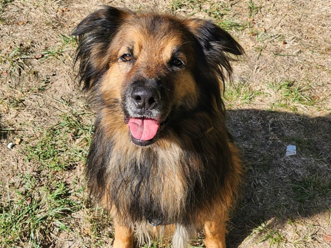 Mango - Chien à adopter - photo 2