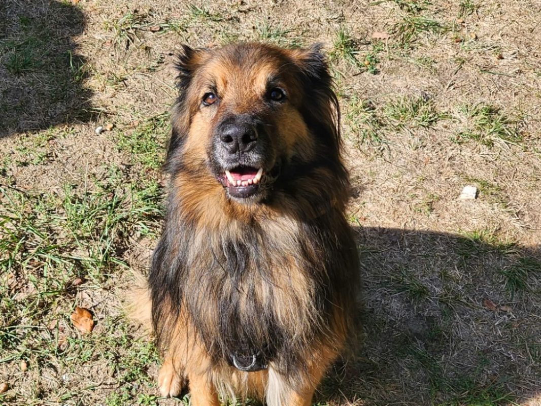 Mango - Chien à adopter - photo 3