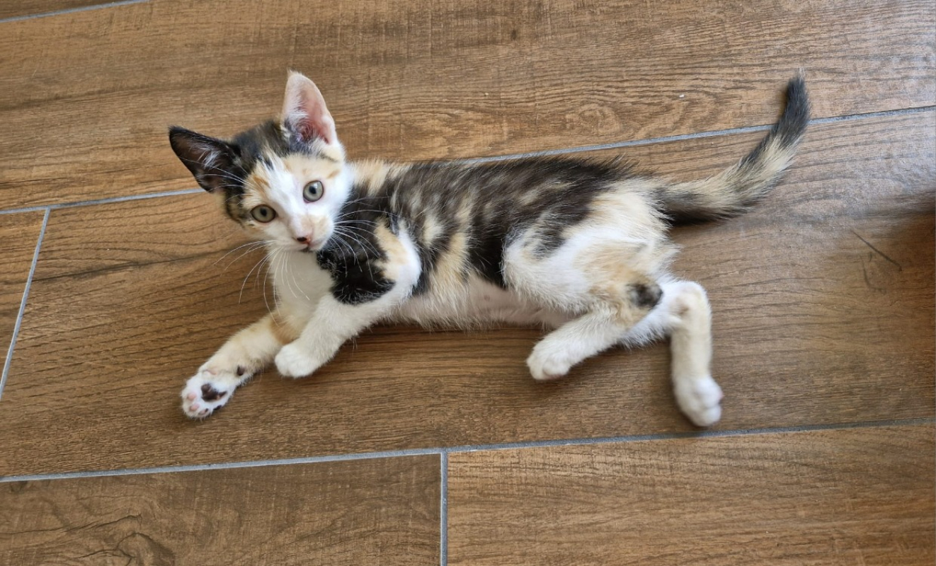 Photo de Nova