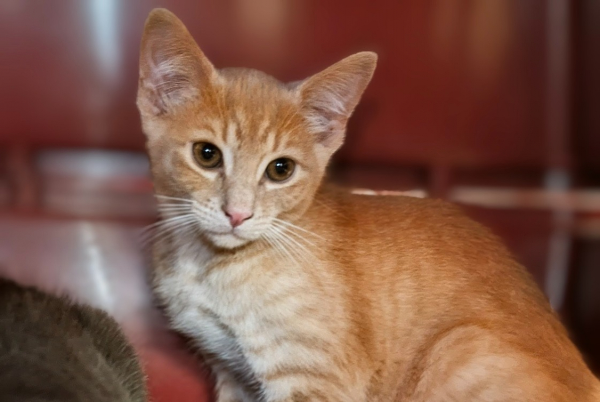 Sand - Chat Européen à adopter
