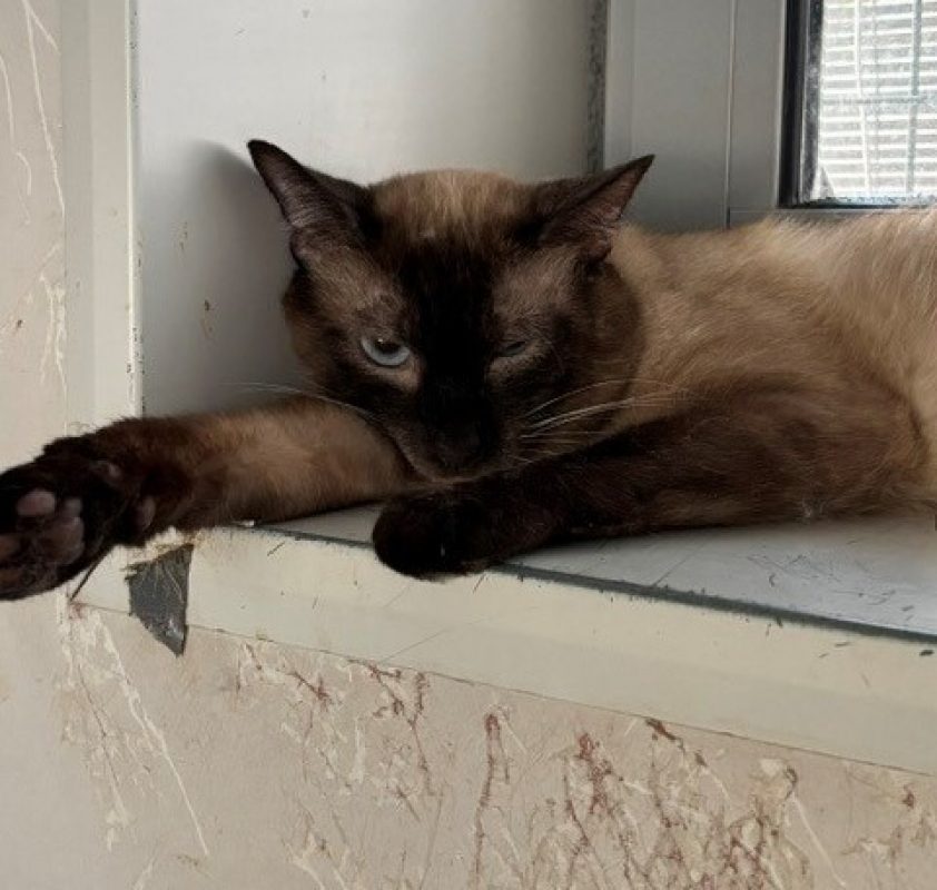 Filou - Chat à adopter