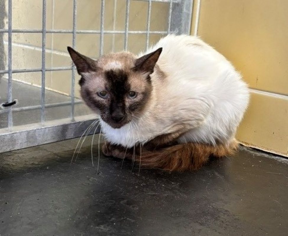 Cooper - Chat à adopter