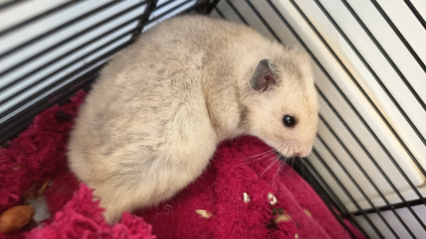 Photo de Godzilla 639