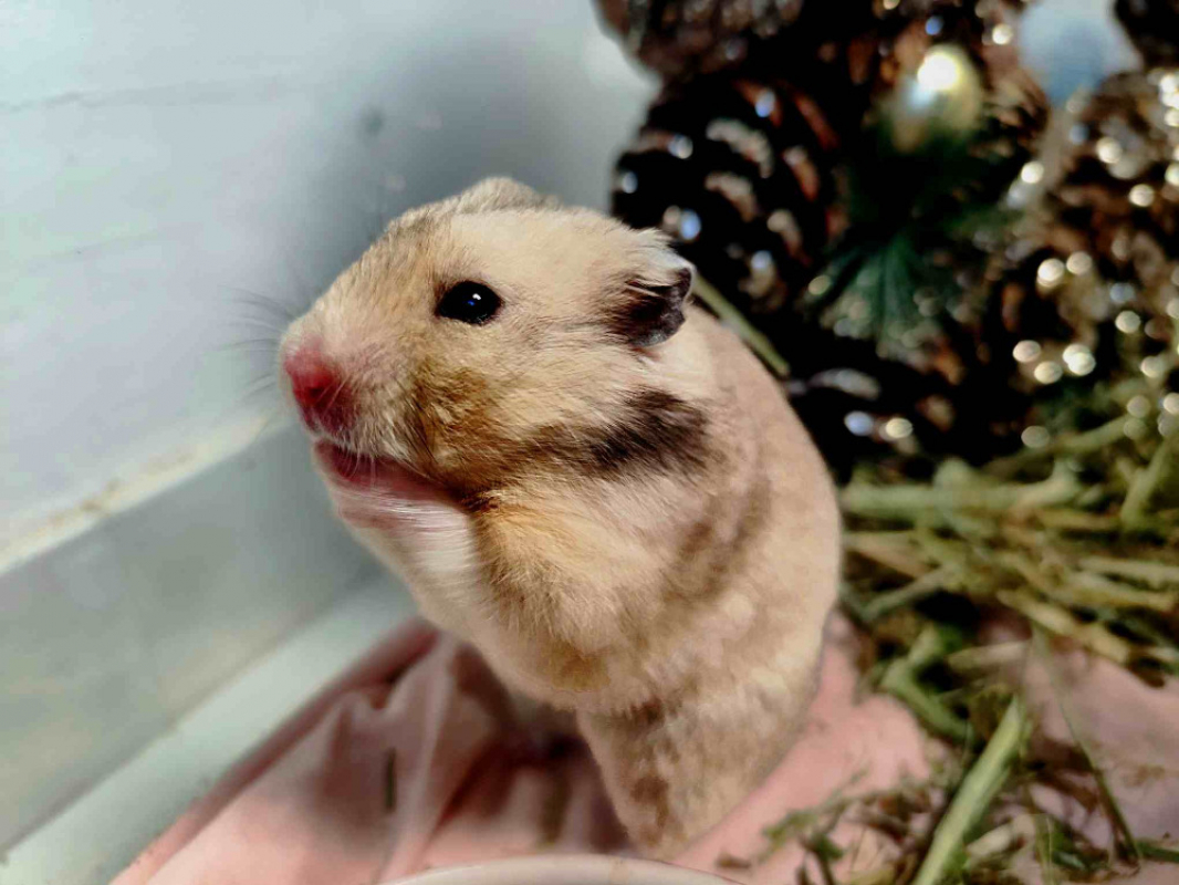 Photo #1 de Godzilla