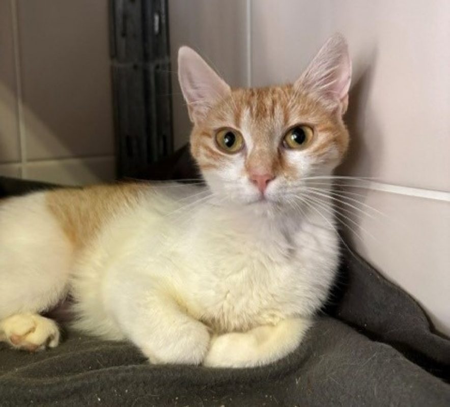 Canelle - Chat Européen à adopter