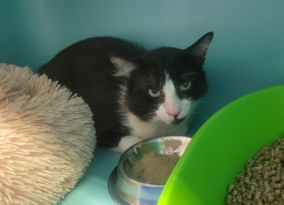 Jimmy - Chat Européen à adopter