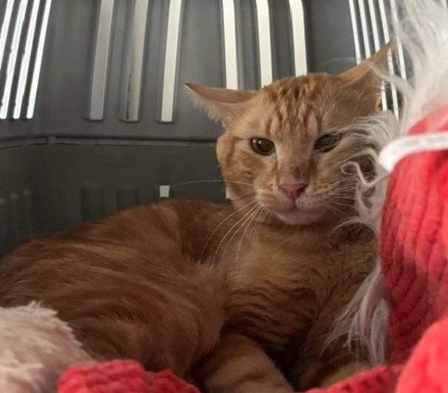 Rouky - Chat Européen à adopter
