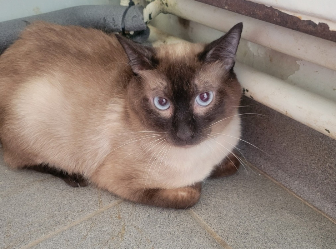 Photo de Tigrou