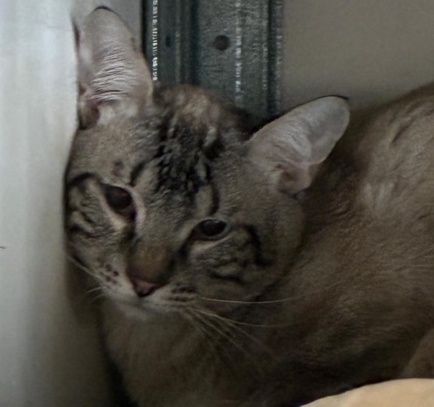 Tigrou - Chat à adopter