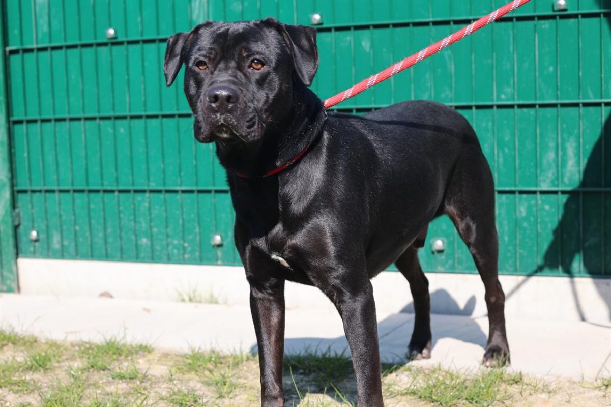 Réglisse - Chien Terrier à adopter
