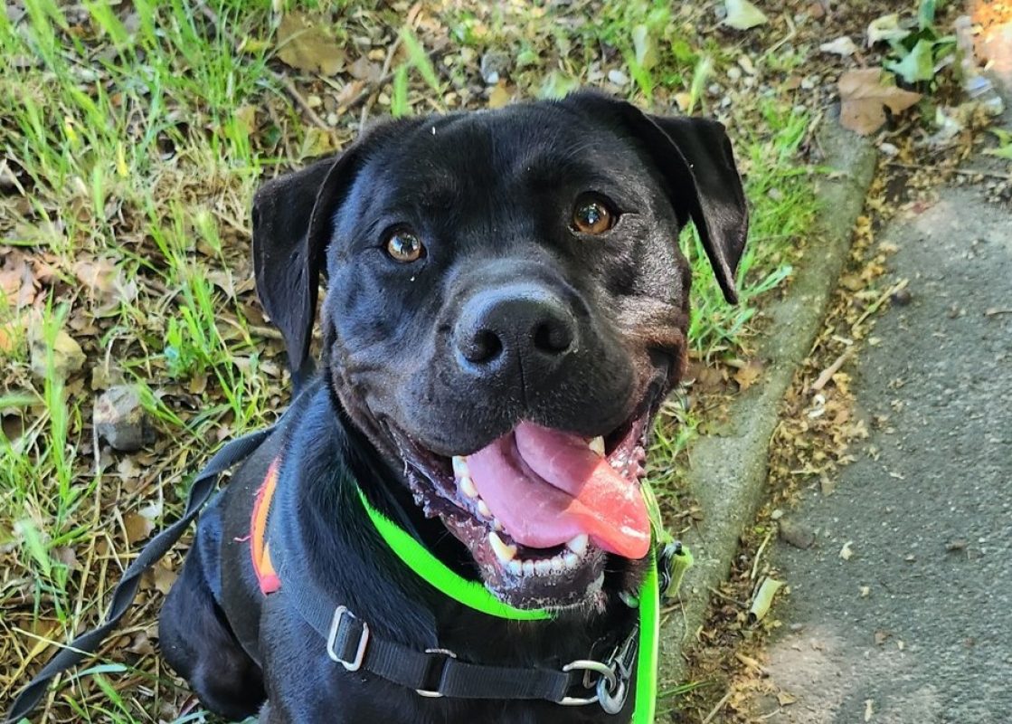 Réglisse - Chien Terrier à adopter - photo 2