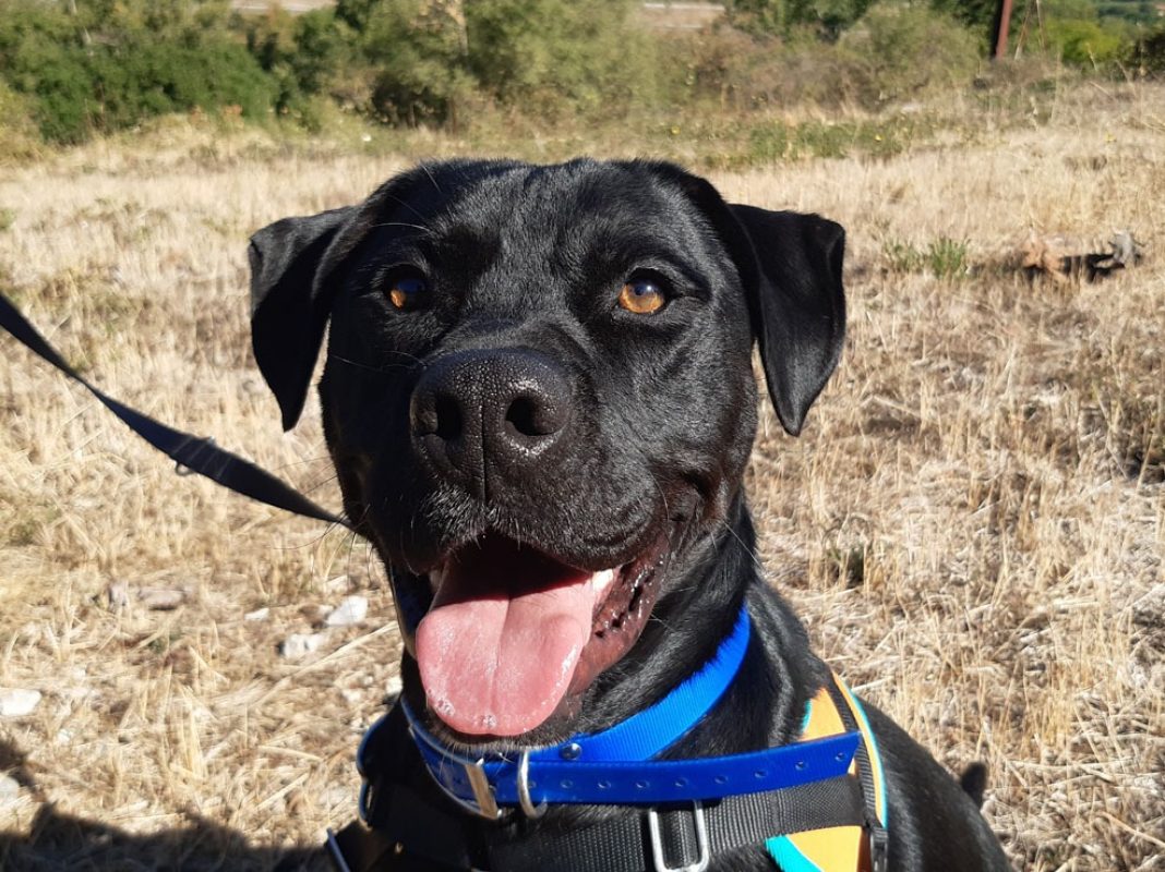 Réglisse - Chien Terrier à adopter