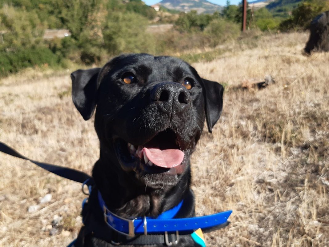 Réglisse - Chien Terrier à adopter - photo 2