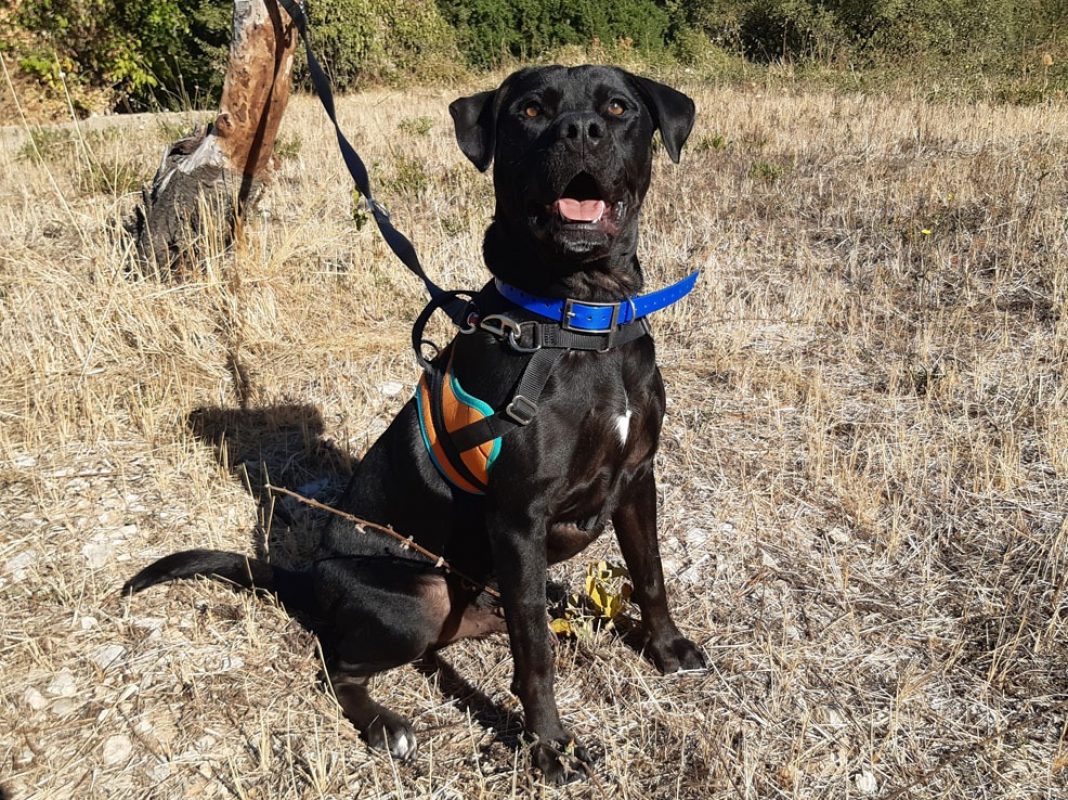 Réglisse - Chien Terrier à adopter - photo 4