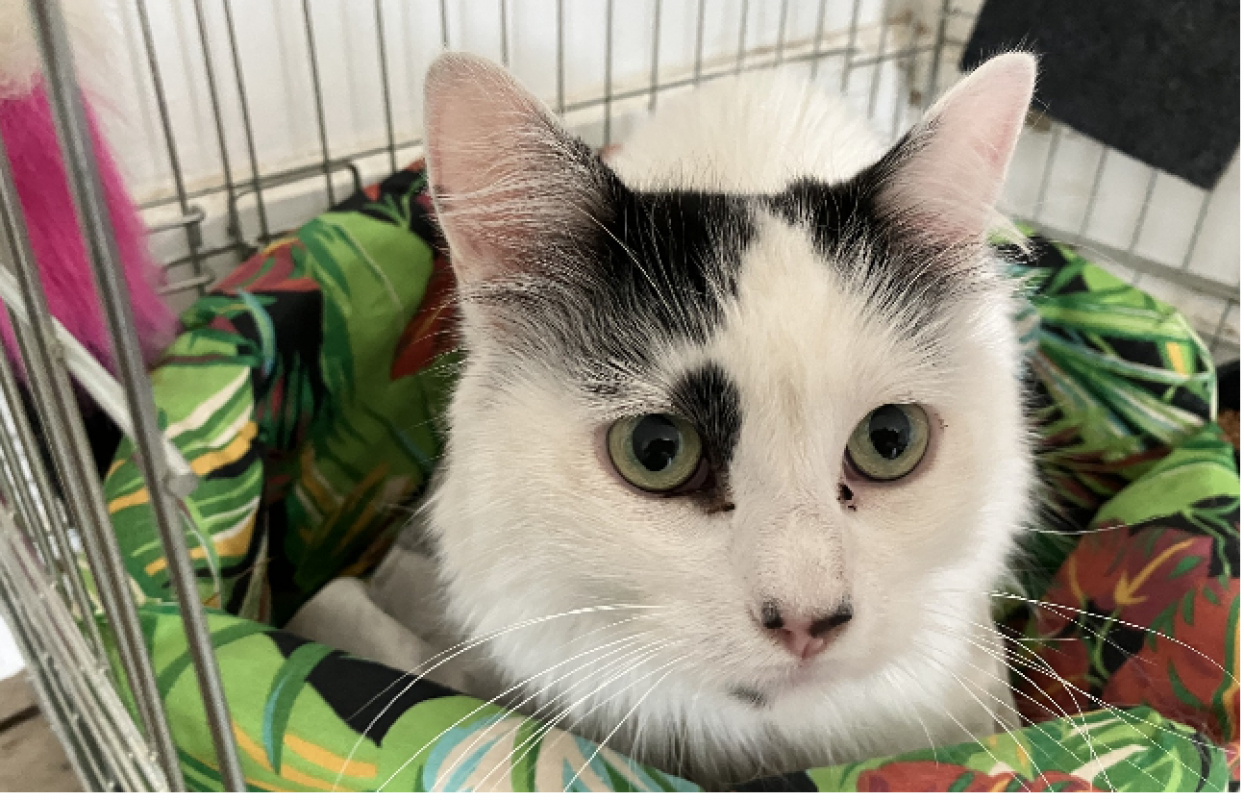 Photo de Nala
