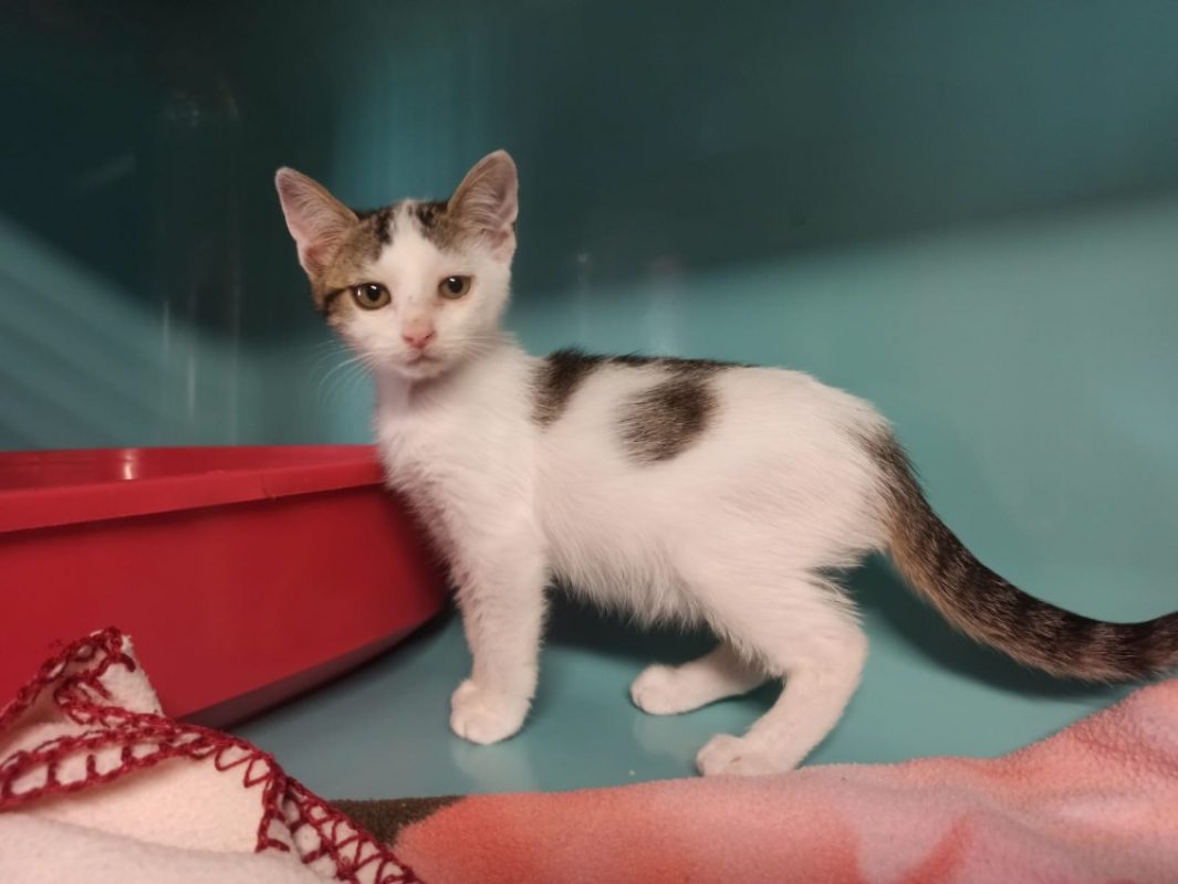 Pistache - Chat Européen à adopter