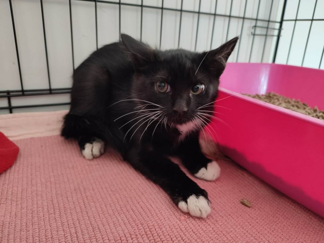 Rumba - Chat Européen à adopter
