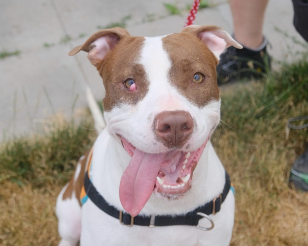 Glen - Chien Bouledogue Américain à adopter