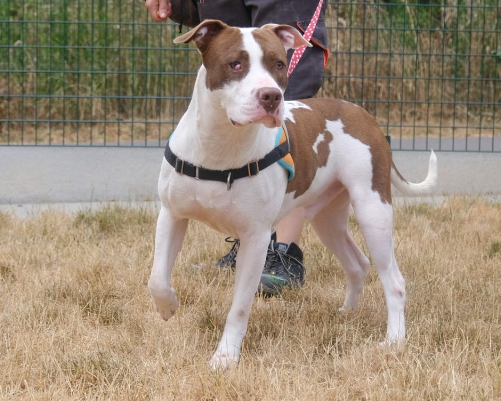 Glen - Chien Bouledogue Américain à adopter - photo 2
