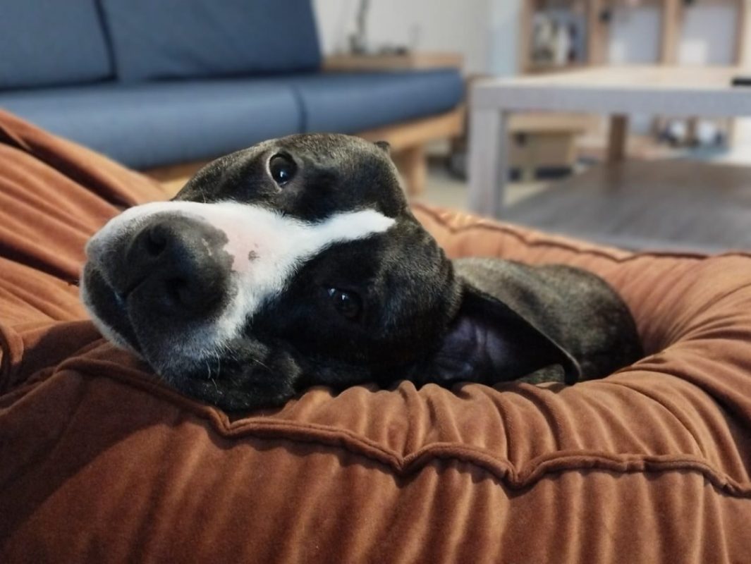 Rhoda - Chien à adopter