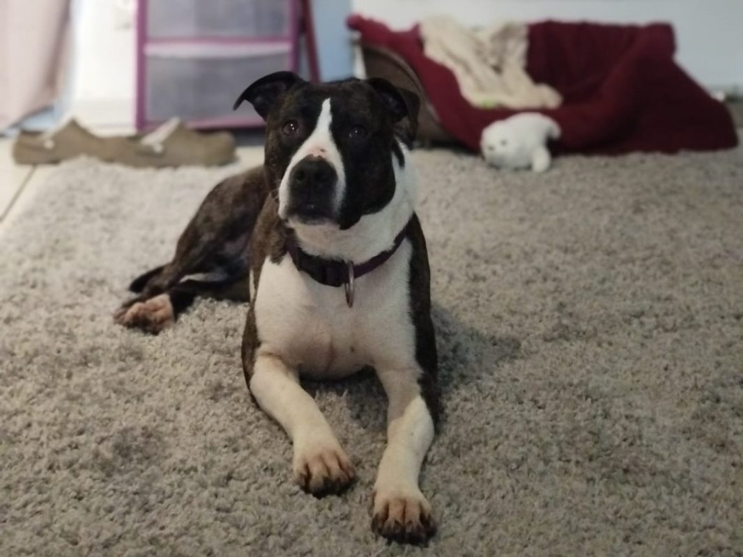 Rhoda - Chien à adopter - photo 2