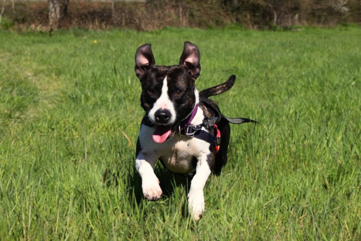 Rhoda - Chien à adopter - photo 3