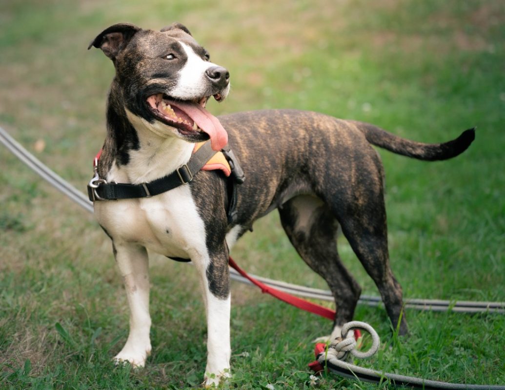 Rhoda - Chien à adopter - photo 5