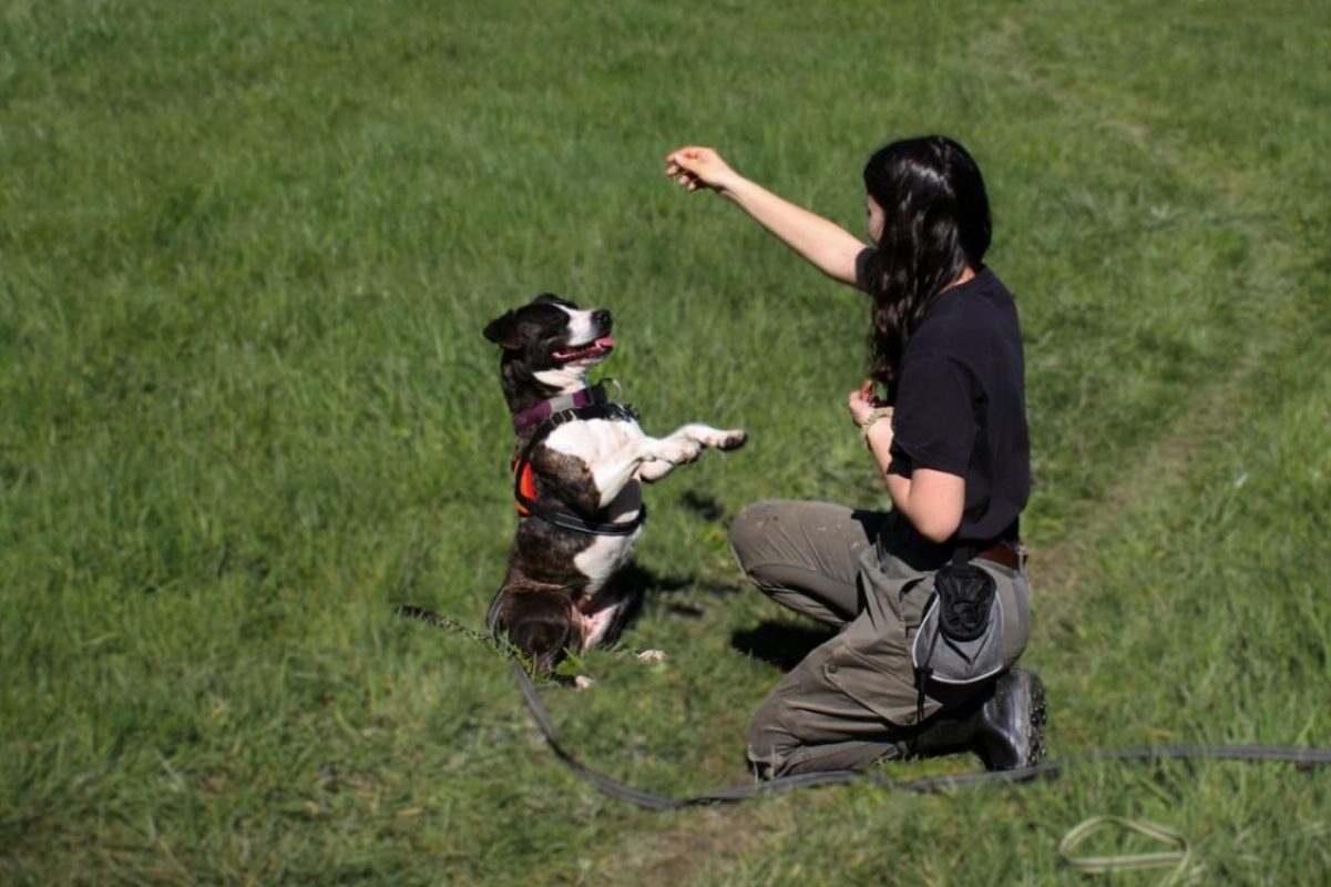 Rhoda - Chien à adopter - photo 6