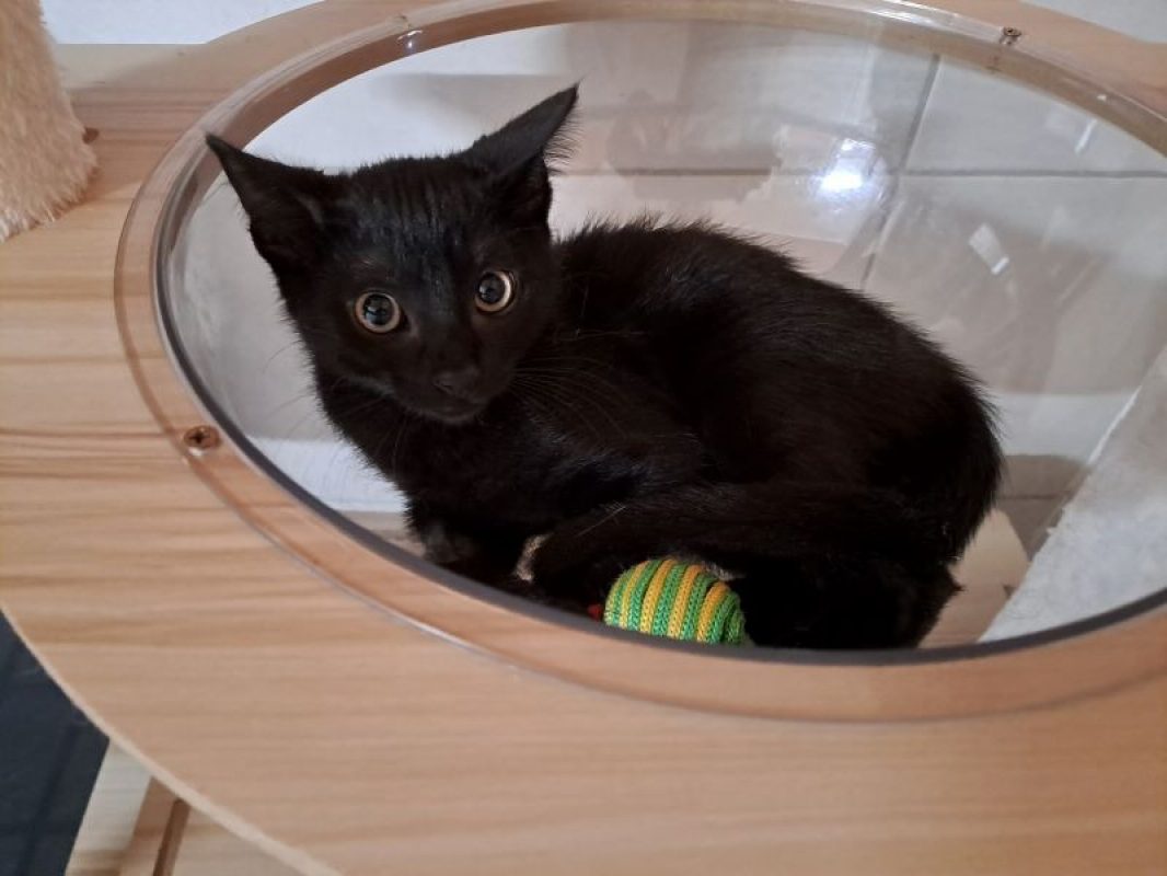 Eustache - Chat Européen à adopter