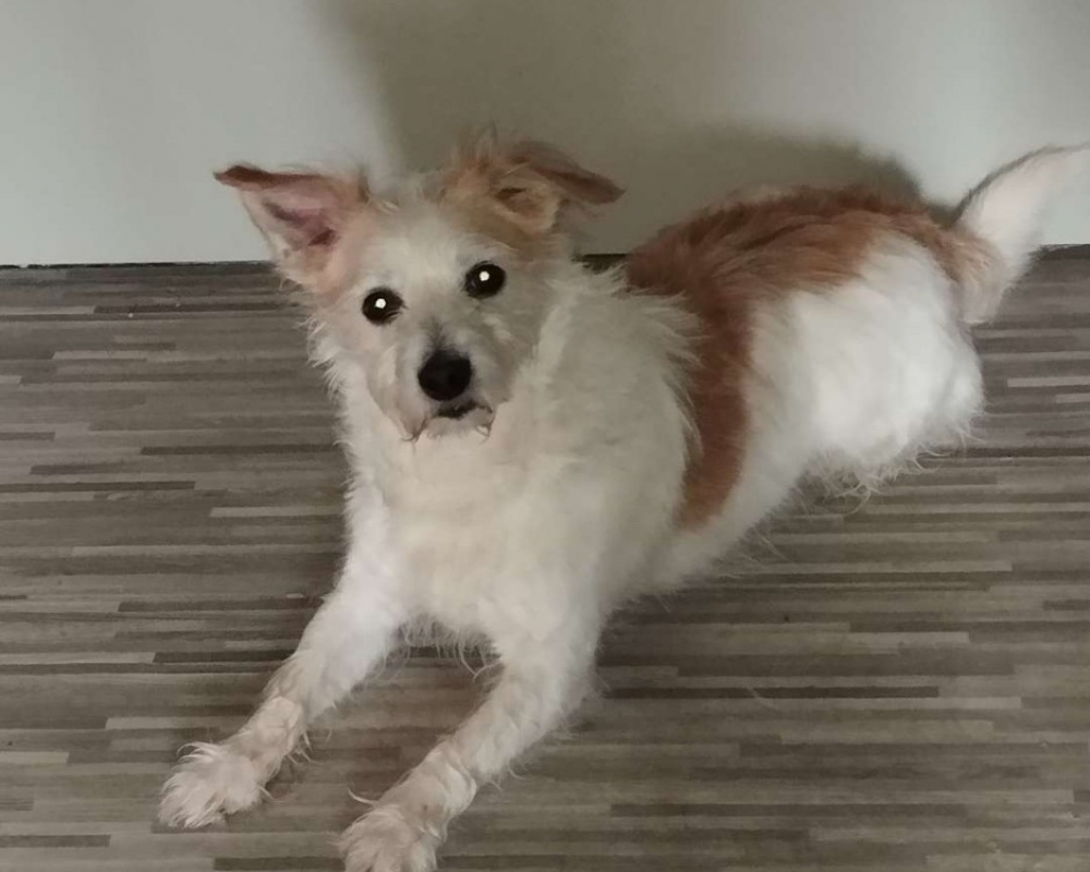 Photo de Pongo