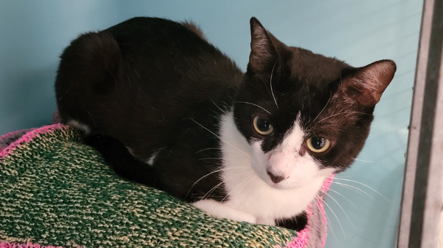 Photo de Berlioz