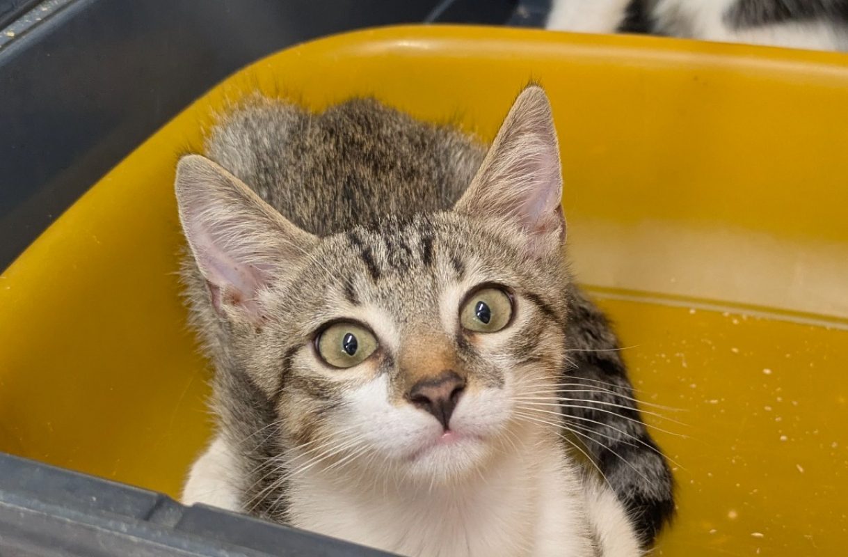Rio - Chat Européen à adopter