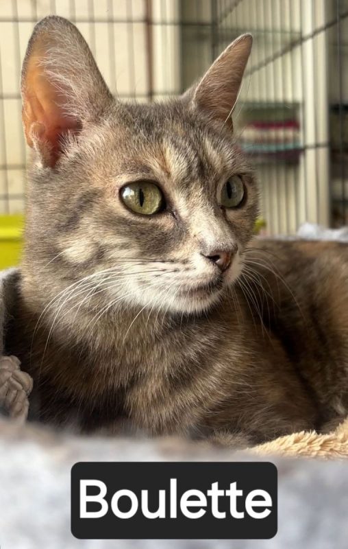 BOULETTE - Chat Européen à adopter