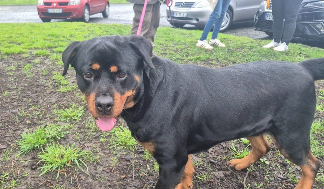 Tyka - Chien Rottweiler à adopter